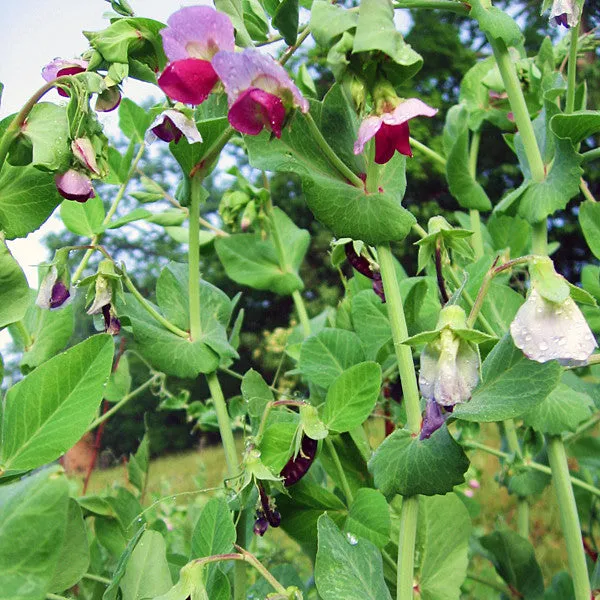 Blue-podded Capucijner Pea Seeds (Pisum sativum cv.)